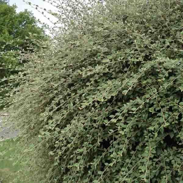 Cotoneaster franchetii - Cotonéastre de Franchet Pot de 7,5L/10L - Image 1