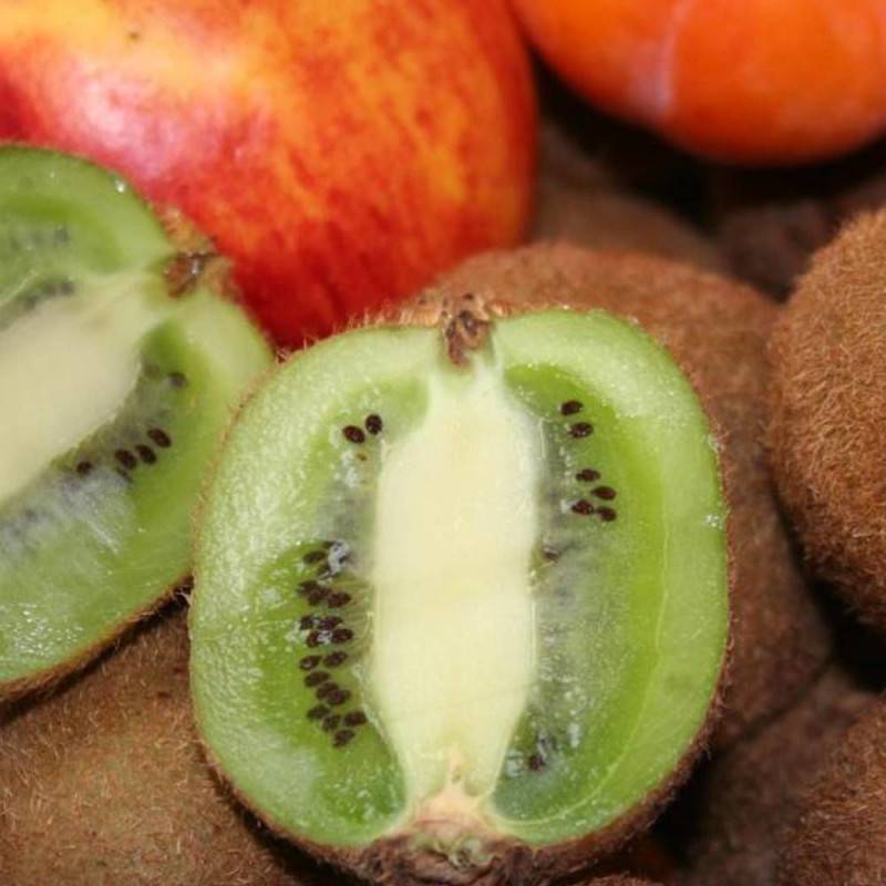 Kiwi chinensis Solissimo® 'Renact' (Autofertile) à fleurs Jaune - feuillage Caduc - Godet - 5/10 cm-  hauteur à maturité De 3,00 m à 5,00 m - Imagen 4
