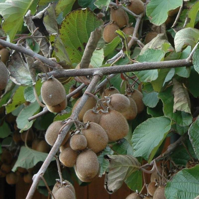 Kiwi chinensis Solissimo® 'Renact' (Autofertile) à fleurs Jaune - feuillage Caduc - Godet - 5/10 cm-  hauteur à maturité De 3,00 m à 5,00 m - Imagen 5