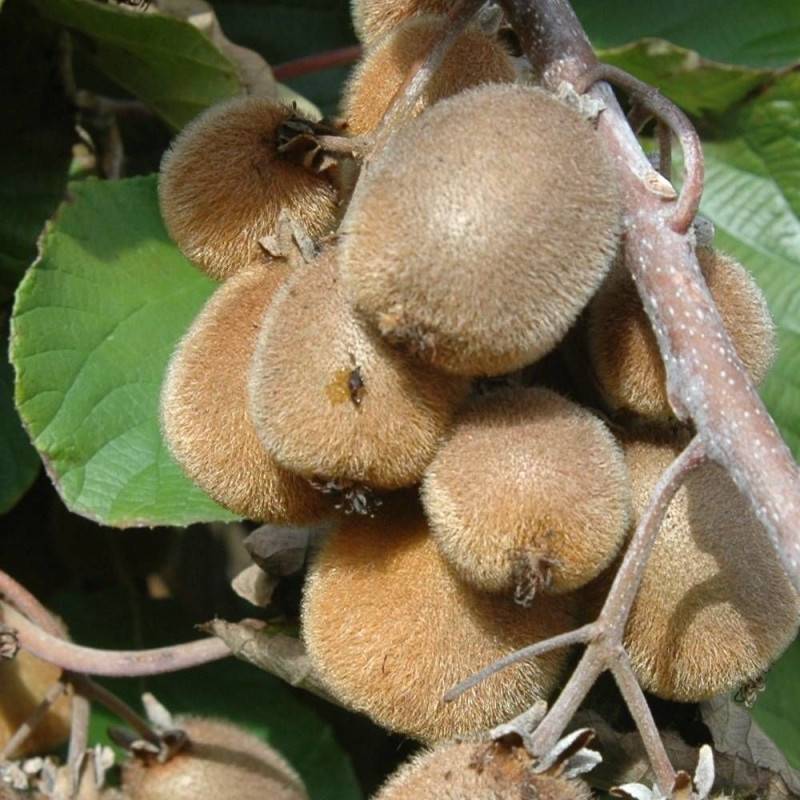 Kiwi chinensis Solissimo® 'Renact' (Autofertile) à fleurs Jaune - feuillage Caduc - Godet - 5/10 cm-  hauteur à maturité De 3,00 m à 5,00 m - Imagen 3