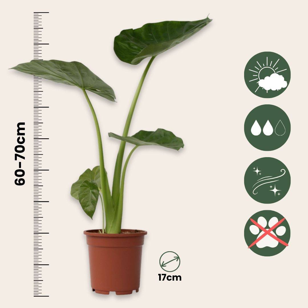 Plant In A Box - Plante à grandes feuilles - Set de 2 - Alocasia Macrorrhizos - H60-70cm - ⌀17cm - Image 5