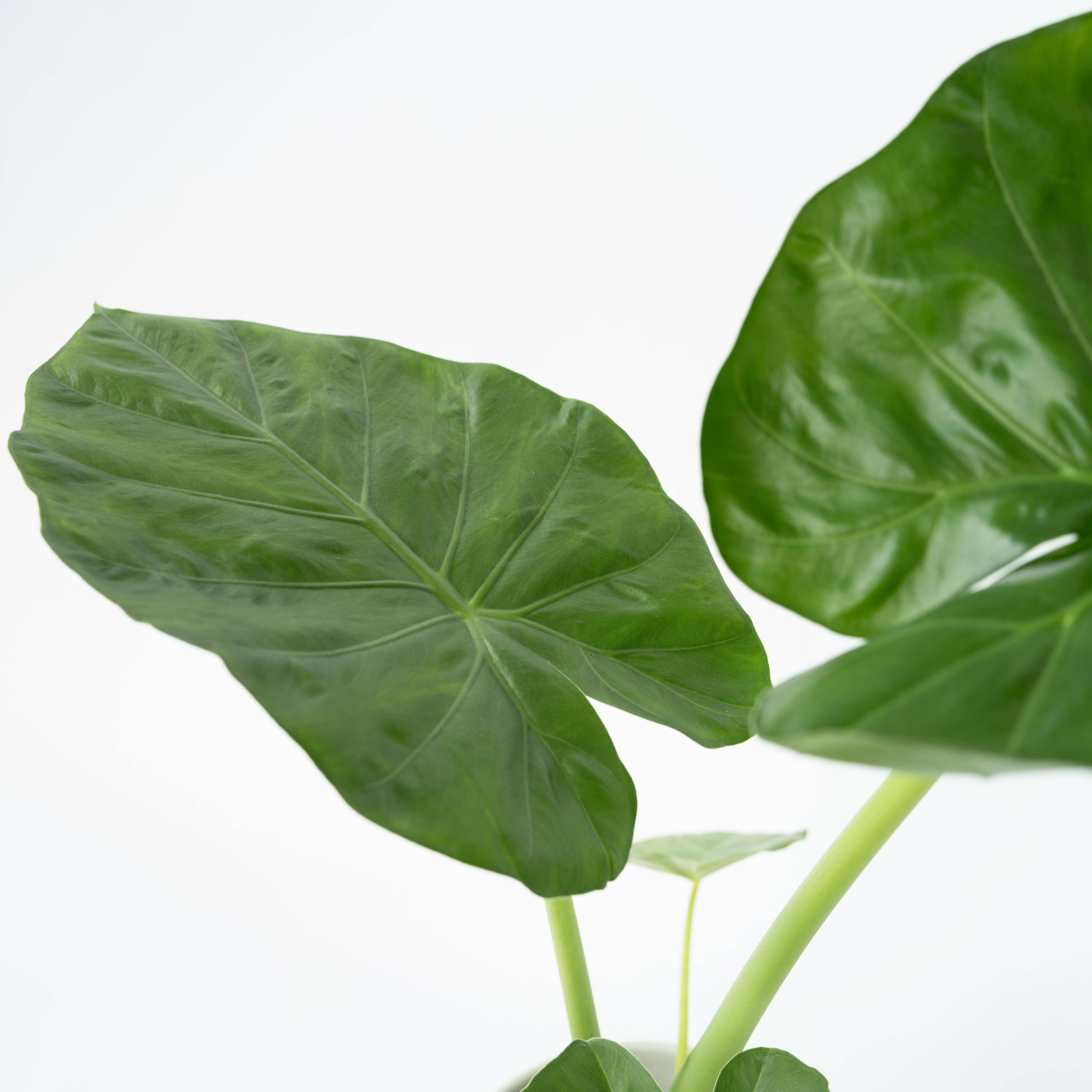 Plant In A Box - Plante à grandes feuilles - Set de 2 - Alocasia Macrorrhizos - H60-70cm - ⌀17cm - Image 4