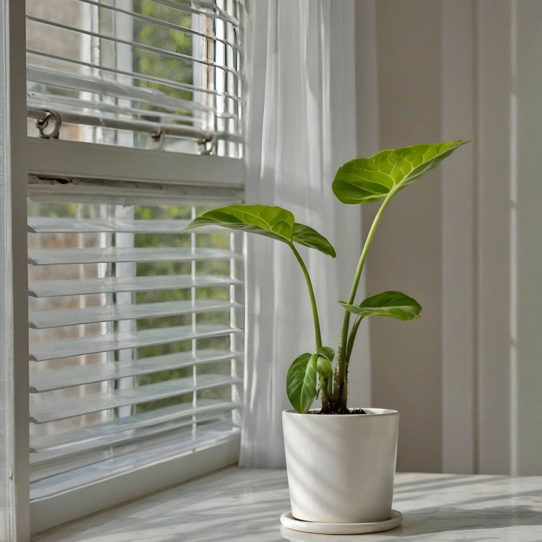 Plant In A Box - Plante à grandes feuilles - Set de 2 - Alocasia Macrorrhizos - H60-70cm - ⌀17cm - Image 2