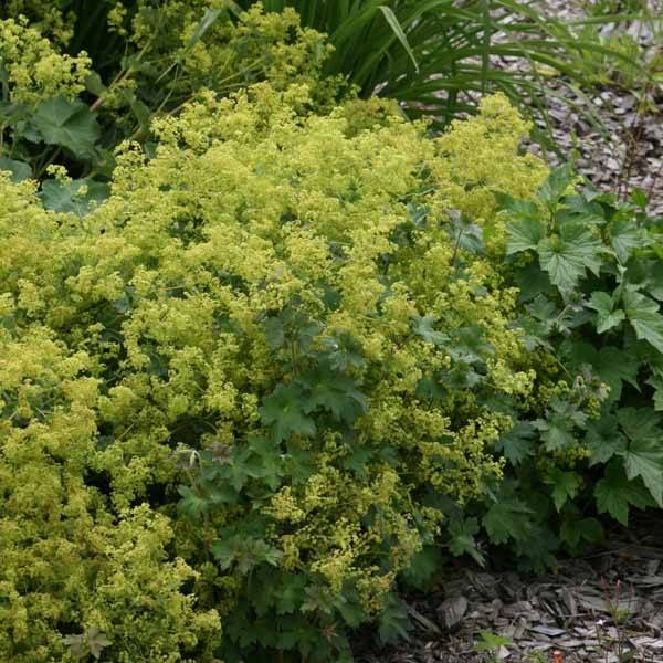Alchémille commune - Alchemilla mollis Godet de 8/9 cm