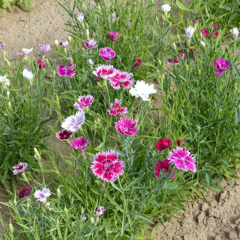 Graines d'oeillet de Chine Gaiety single Mix- Dianthus chinensis var. heddewigii le sachet de 850 graines environ (1g)