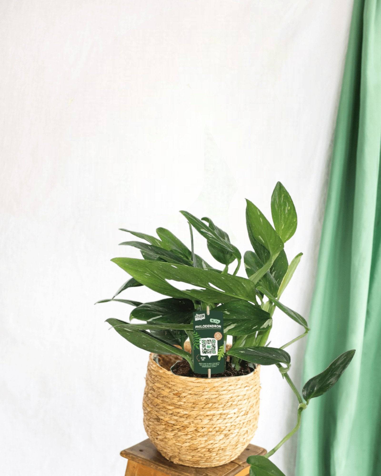 Philodendron Cobra 50cm - Plante d'intérieur- La Green Touch - Imagen 2