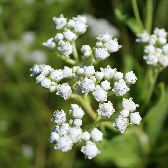 Parthenium integrifolium - Quinine sauvage Godet de 8/9 cm