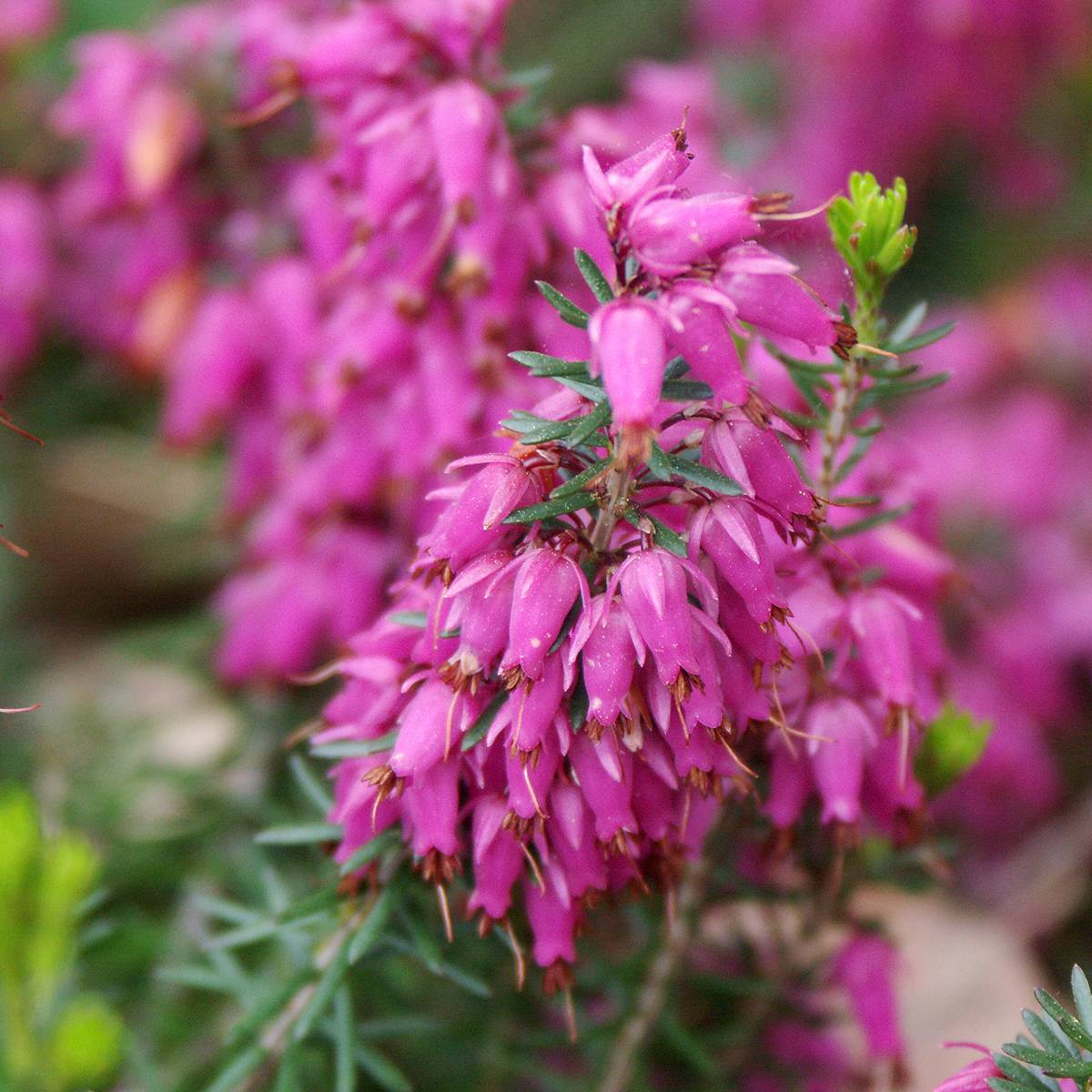 Bruyère de neiges - Erica carnea Ruby Glow Godet de 8/9 cm