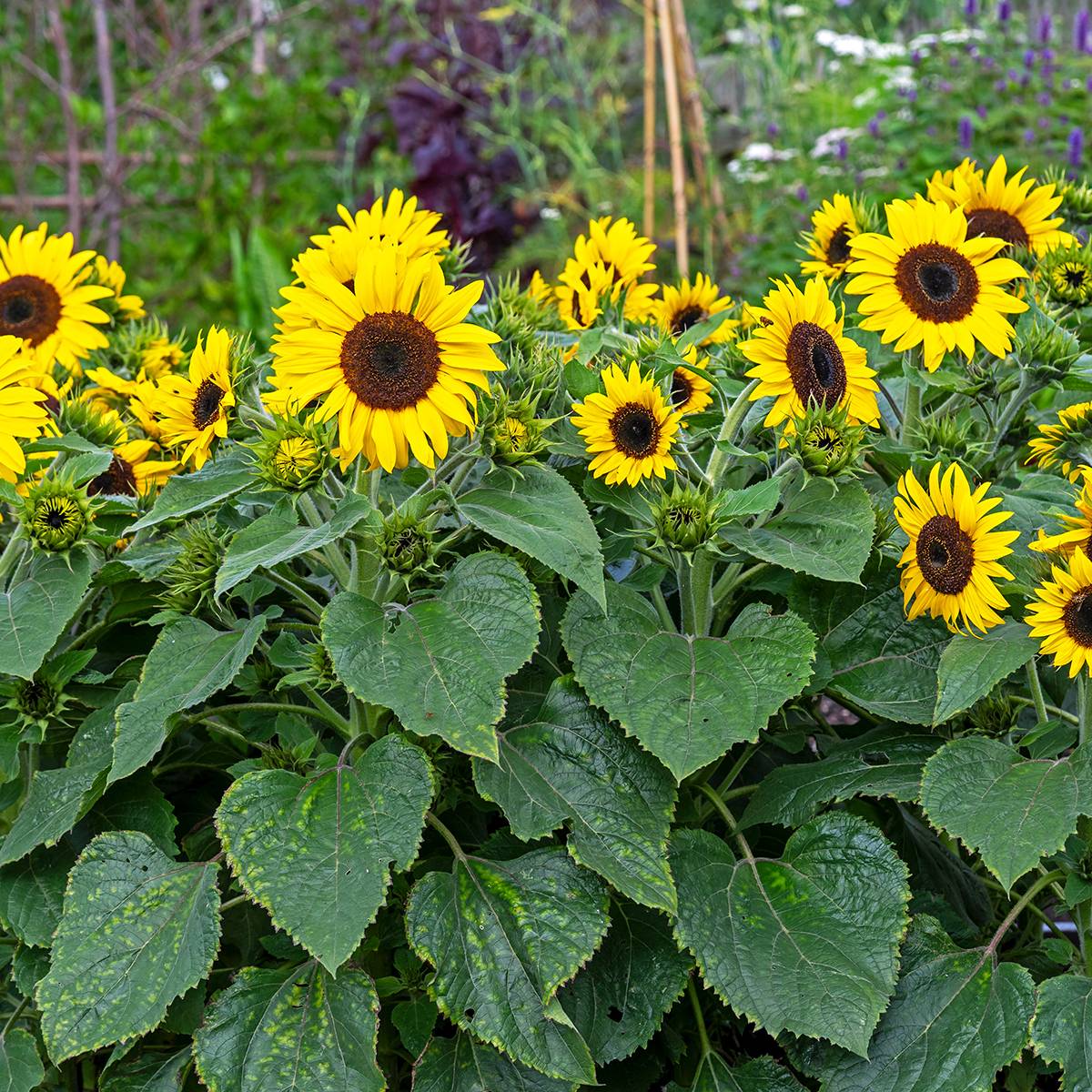 Promesse de Fleurs - Graines de Tournesol Waooh! - Helianthus annuus le sachet de 40 graines environ