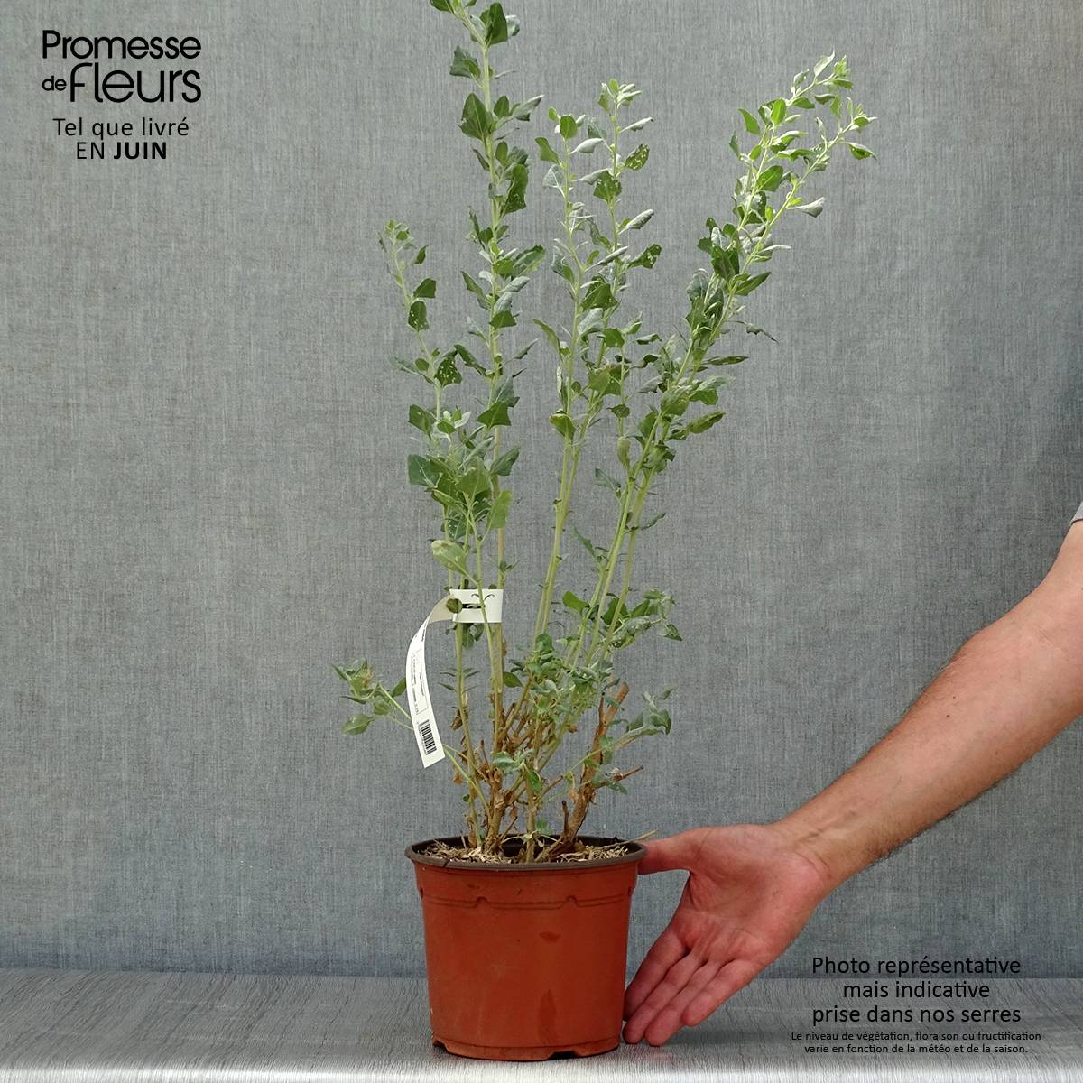 Atriplex halimus - Arroche marine, pourpier de mer Pot de 1,5L/2L - Imagen 2