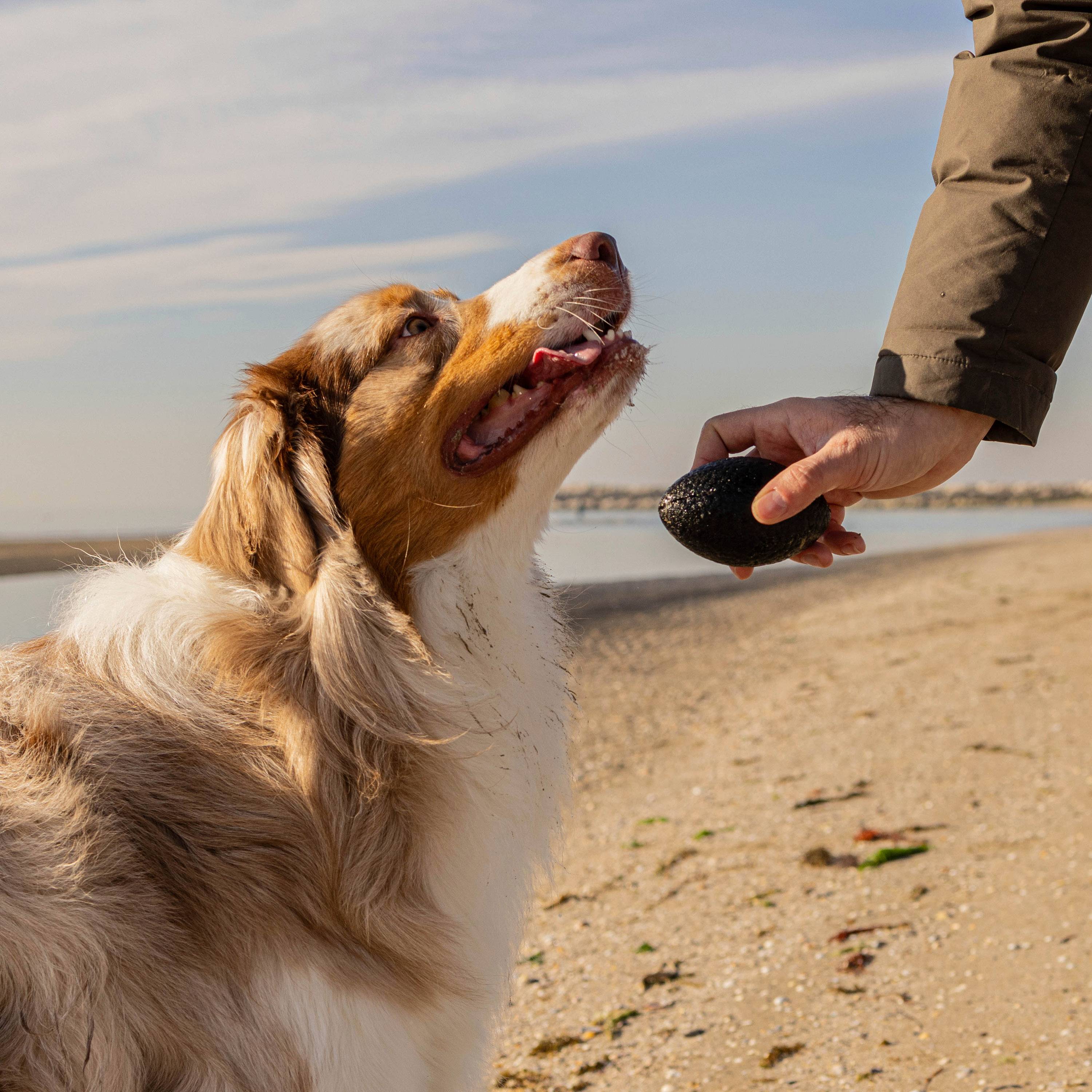 Ferplast - Ferplast Jouet Chien, en Matériau Durable, Non Toxique, Résistante aux Morsures, pour l'Hygiene Dentaire, Rebondissant et Flottant, CHEWA BOING RUGBY - Imagen 5