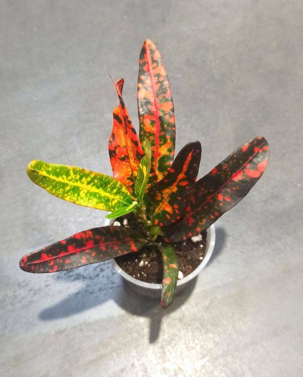 Croton - Codiaeum Red Batik D. 8cm H. 20cm - Plante d'intérieur - IndoorPoppies - Image 3