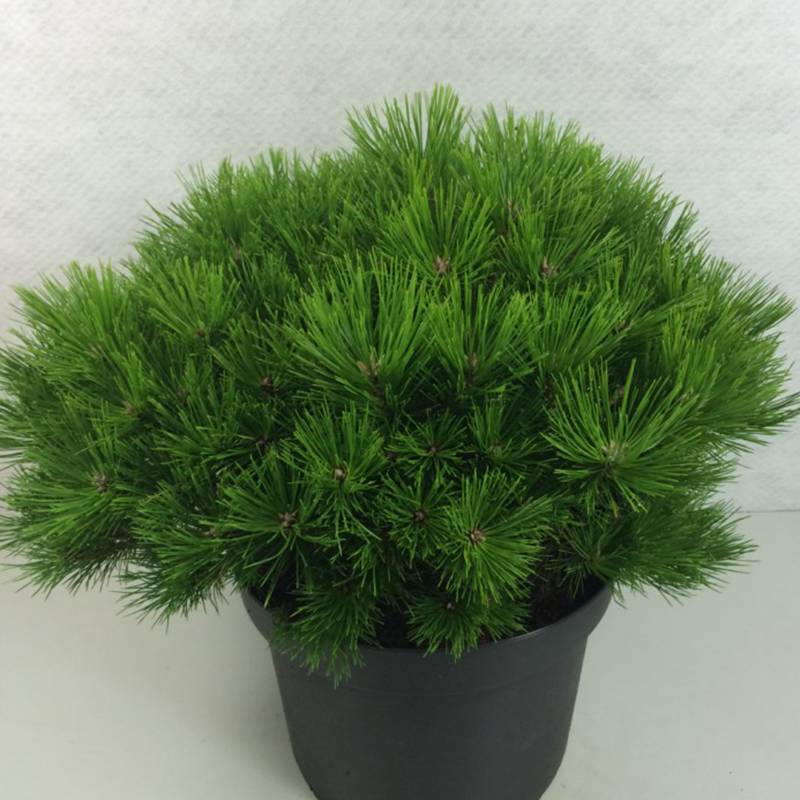Pin rouge du Japon - Pinus densiflora Low Glow                       Pot de 7,5L/10L - Image 1