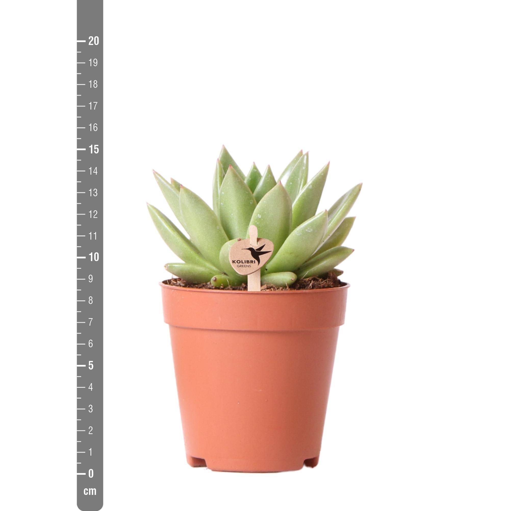 La Green Touch - Echeveria Miranda h13cm - plante grasse d'intérieur- La Green Touch - Image 2
