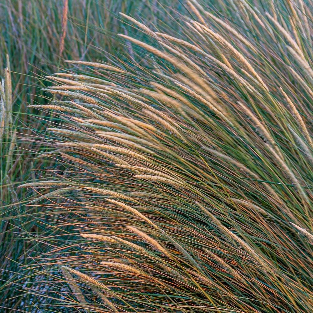 Ammophila arenaria - Oyat - Roseau des sables Godet de 8/9 cm