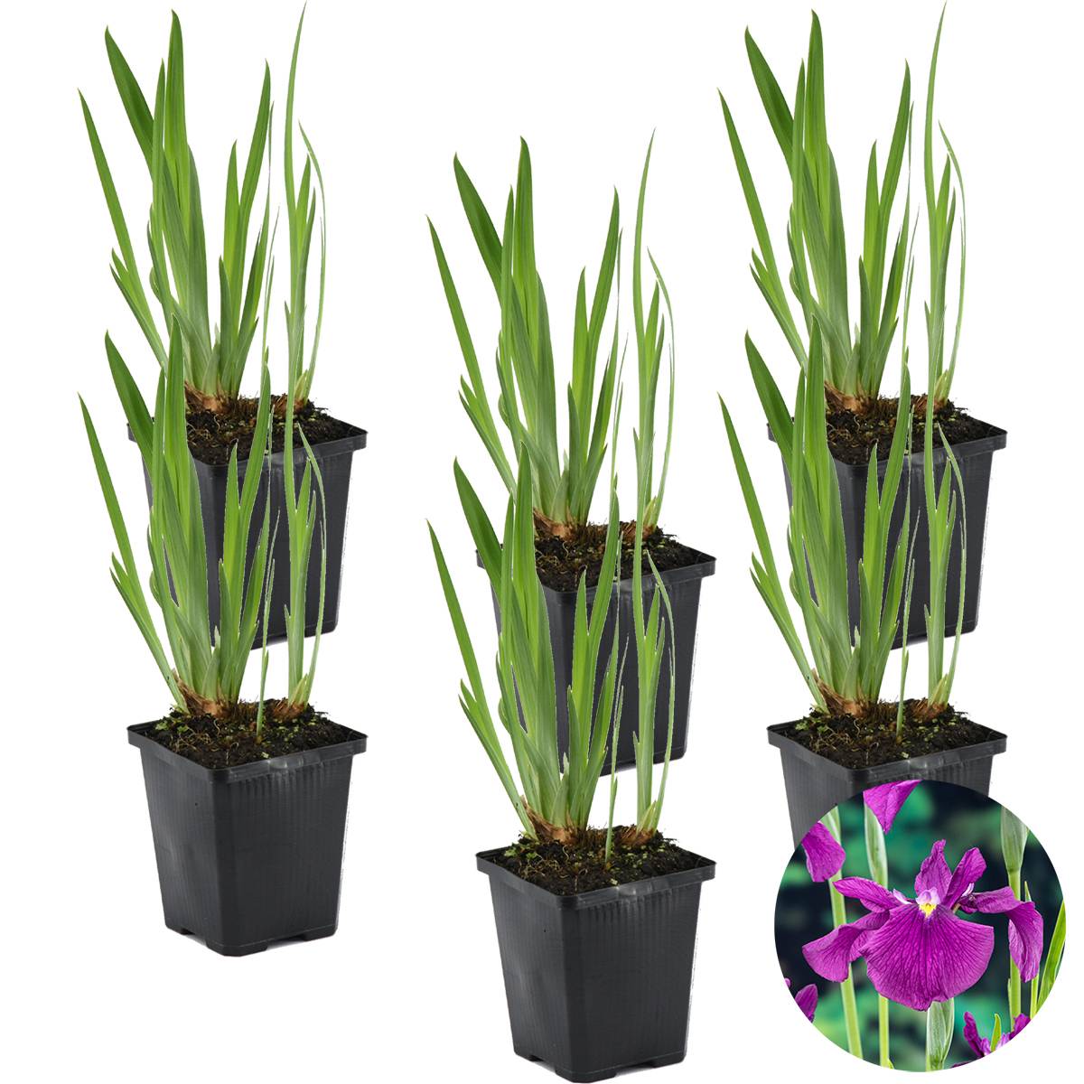 Lot de 6 - Iris Kaempferi - Iris du Japon - Violet - Plantes de bassin - H. 20-30 cm - P. 9 cm - Image 1