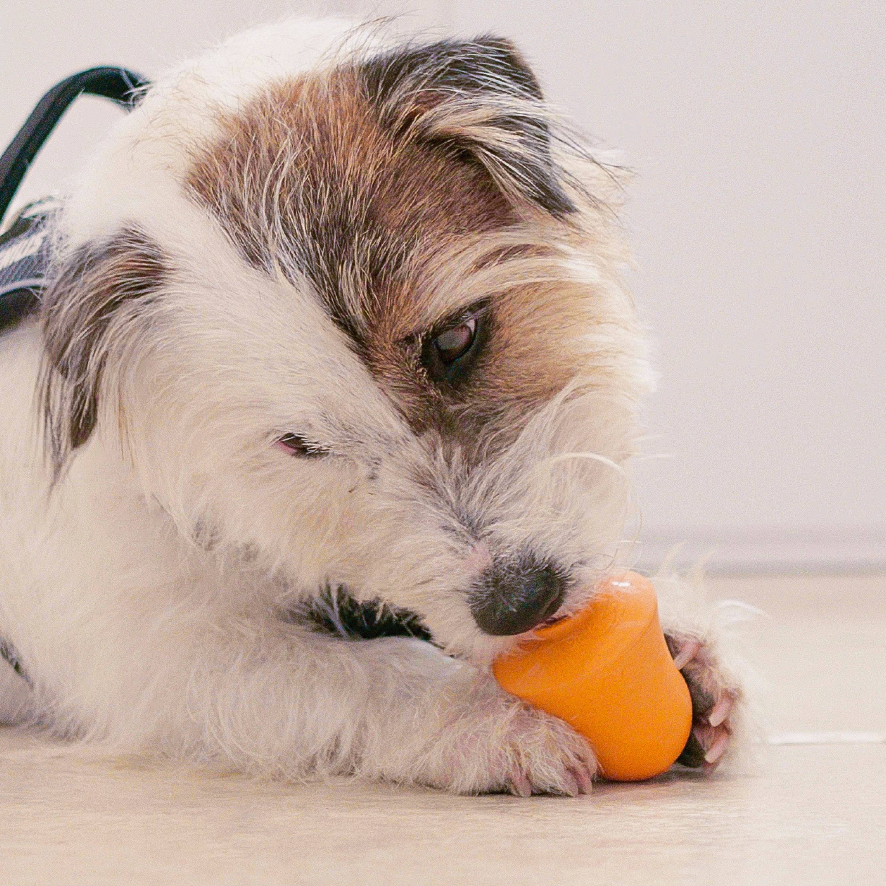 Ferplast - Ferplast Jouet Chien, Distributeur Croquettes ou Friandises, en Caoutchouc Naturel Durable à Mâcher, Arôme de poulet, Rebondissant, Lancer et - Imagen 4