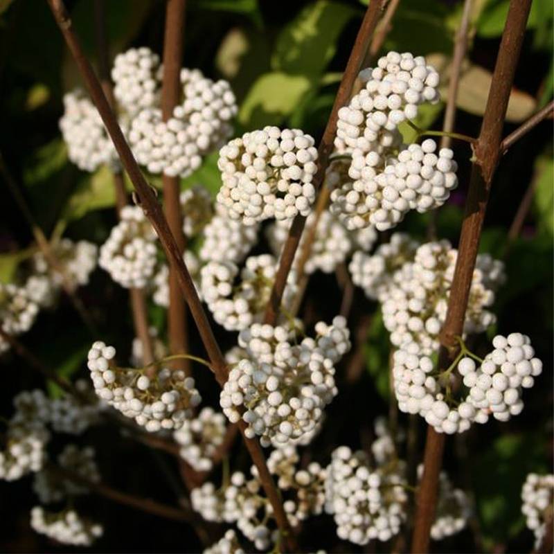 Callicarpa bodinieri Magical Snowstar Pot de 3L/4L - Image 1
