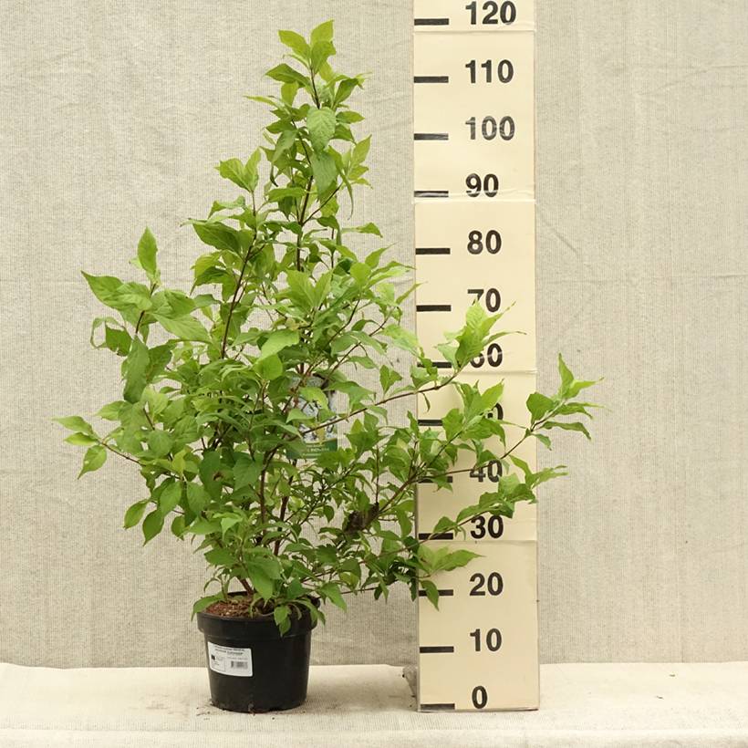 Callicarpa bodinieri Magical Snowstar Pot de 3L/4L - Image 2
