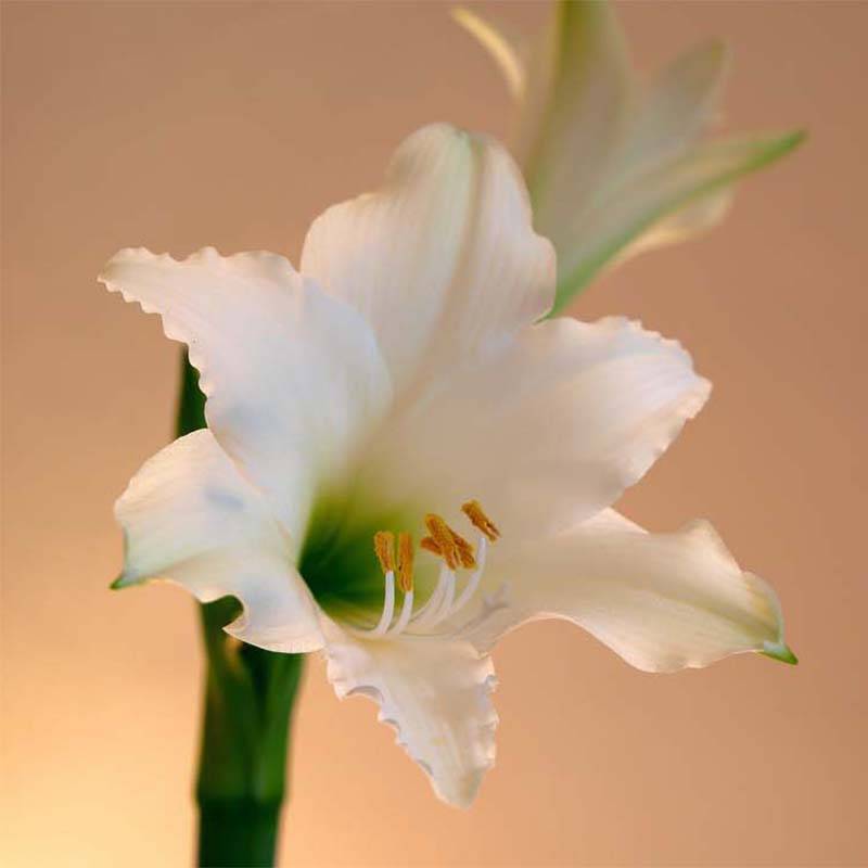 Promesse de Fleurs - Amaryllis Amputo Bulbe calibre 30+