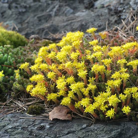 Graines de Sedum acre - Orpin jaune le sachet de 1350 graines environ (0,1g)