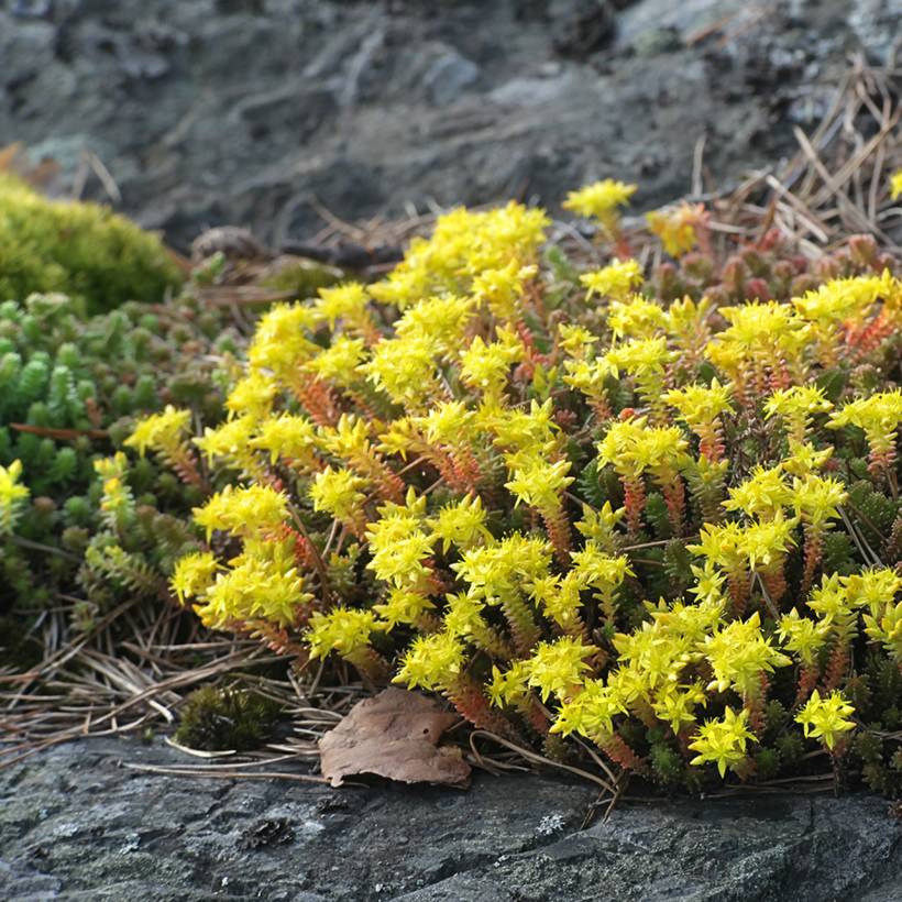 Graines de Sedum acre - Orpin jaune le sachet de 1350 graines environ (0,1g)