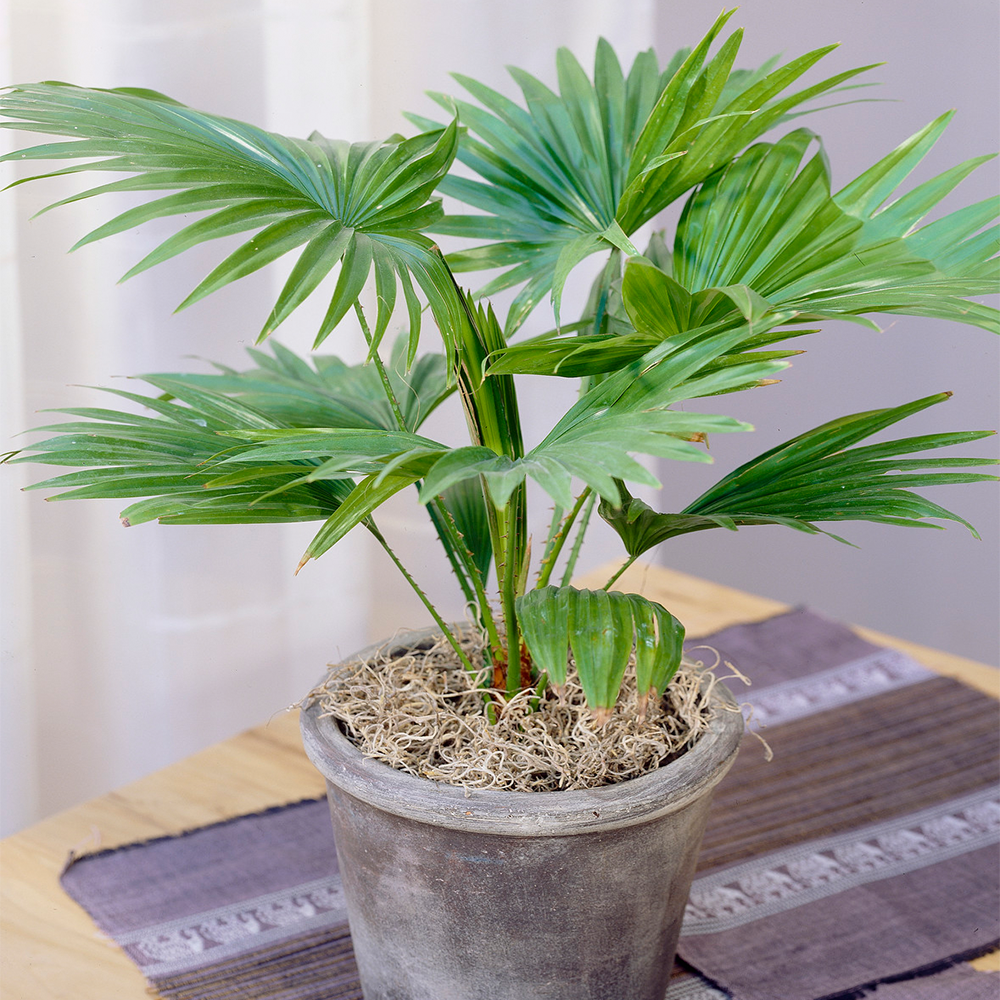 Gardenersdream - Palmier Livistona Palmier Tropical Plante D'Intérieur Décorative Fournie Dans Pot 12 Cm - GardenersDream - Imagen 1