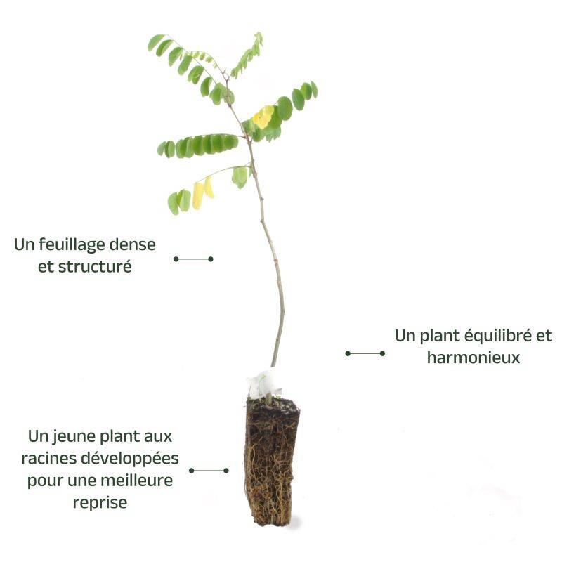 Robinier faux acacia (Robinia pseudoacacia) - Godet - Taille 20/40cm - Pépinières Naudet - Image 4