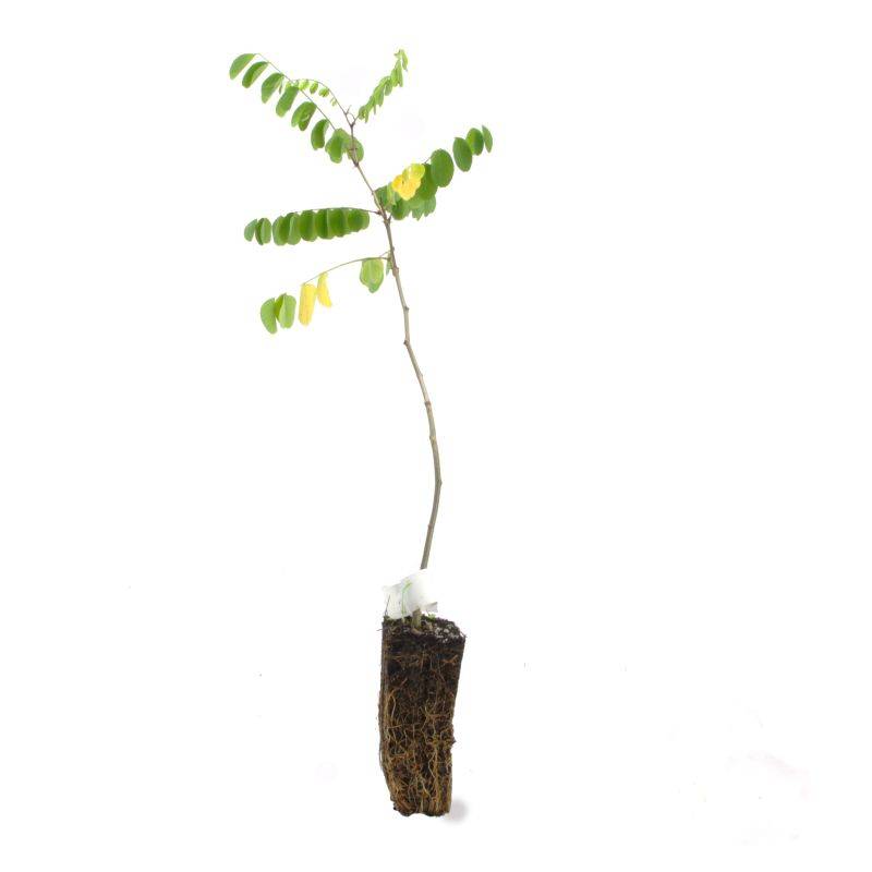 Robinier faux acacia (Robinia pseudoacacia) - Godet - Taille 20/40cm - Pépinières Naudet - Image 3