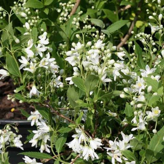 Deutzia gracilis Nikko Godet de 8/9 cm - Image 1