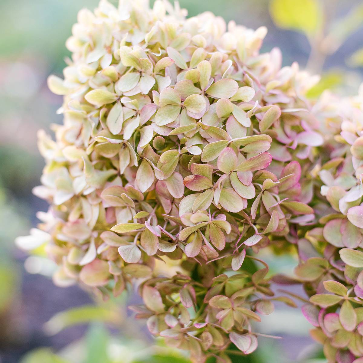 Hydrangea paniculata Pixio - Hortensia paniculé nain Pot de 12 cm / 13 cm