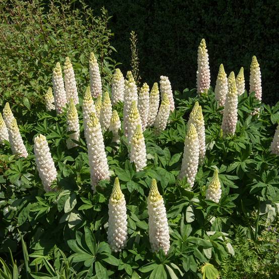Graines de Lupin vivace Russel Hybrids Noble Maiden - Lupinus polyphyllus le sachet de 60 graines environ (1,5g)