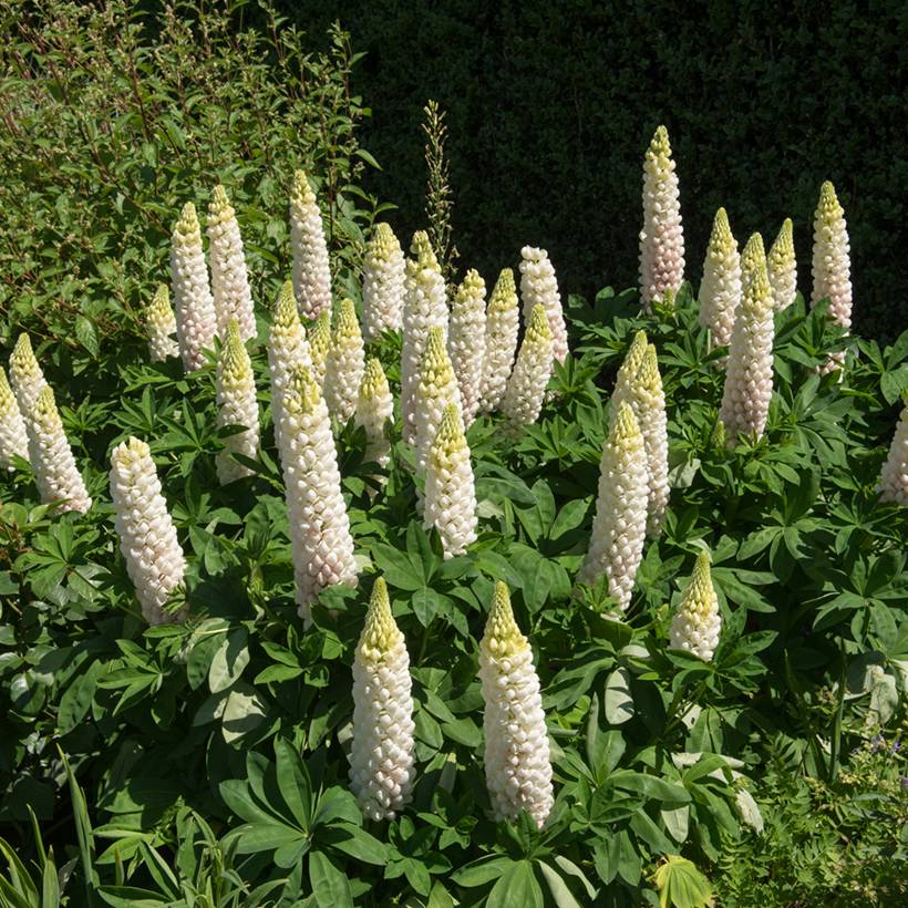 Graines de Lupin vivace Russel Hybrids Noble Maiden - Lupinus polyphyllus le sachet de 60 graines environ (1,5g)