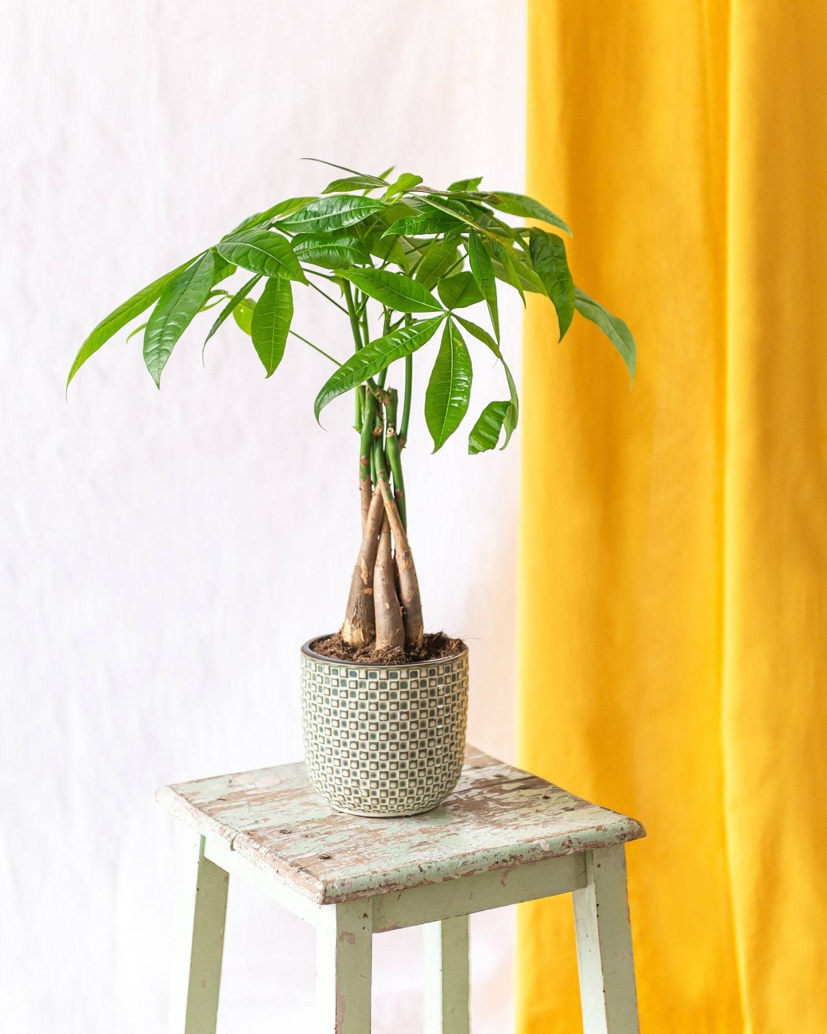 Pachira M 35cm - Plante d'intérieur- La Green Touch - Image 2
