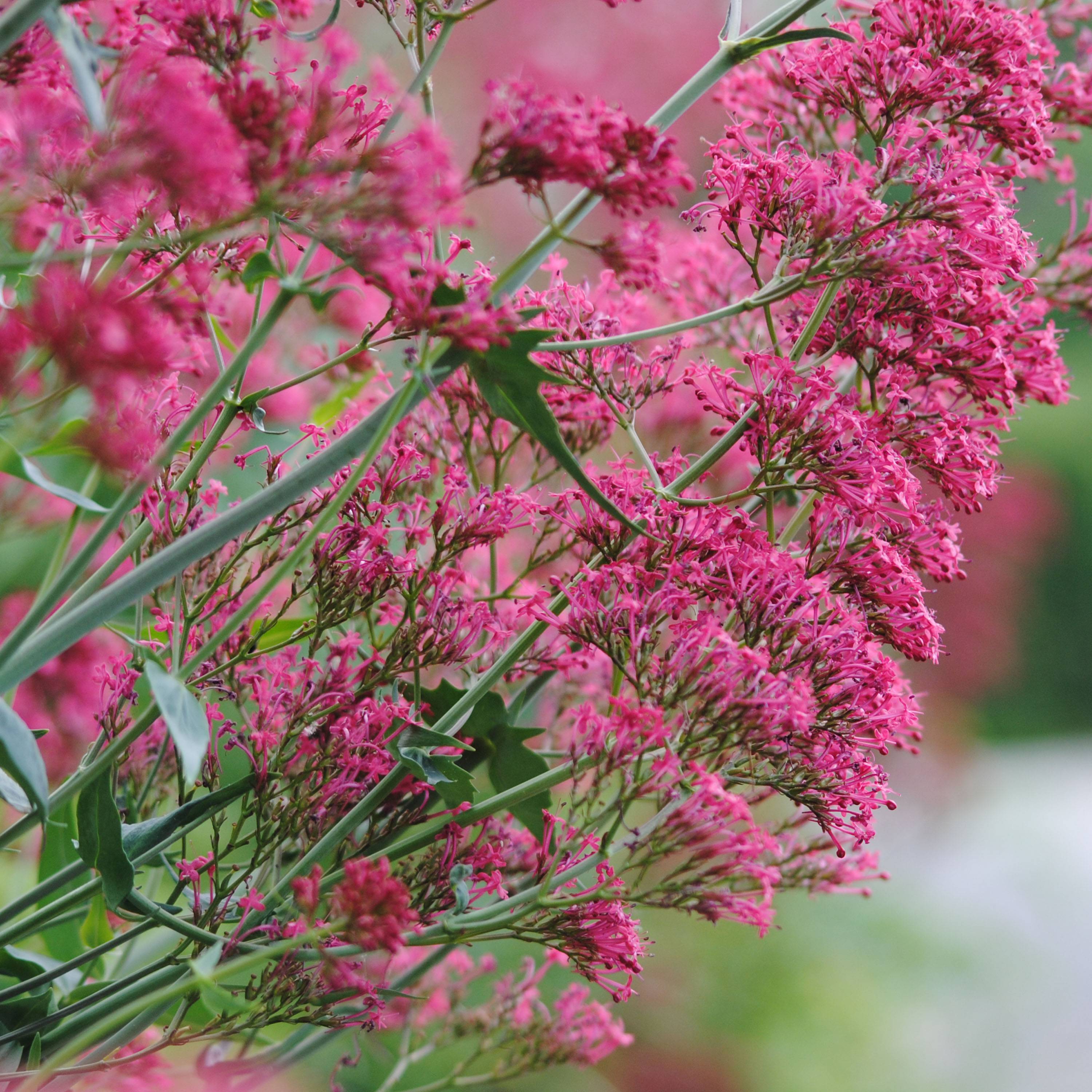 Valériane des jardins - Centranthus ruber Godet de 8/9 cm