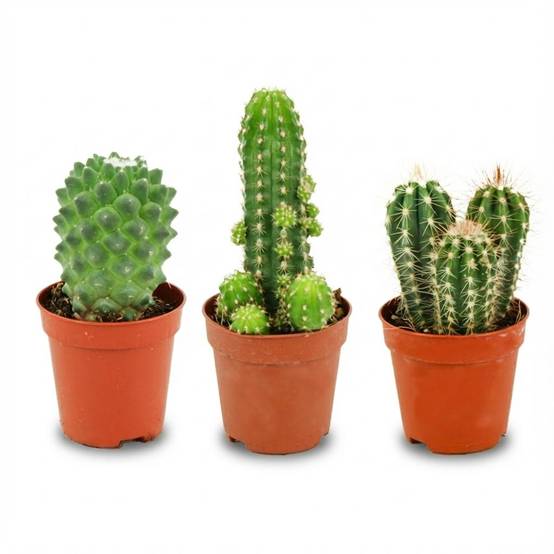La Green Touch - Mini Set de Cactus - D5 H10cm - Image 3