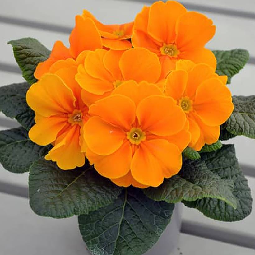 Promesse de Fleurs - Primevère hybride Charlie Orange F1 - Primula hybrida Mini-motte Ø 1,5/2,5 cm (par 5)