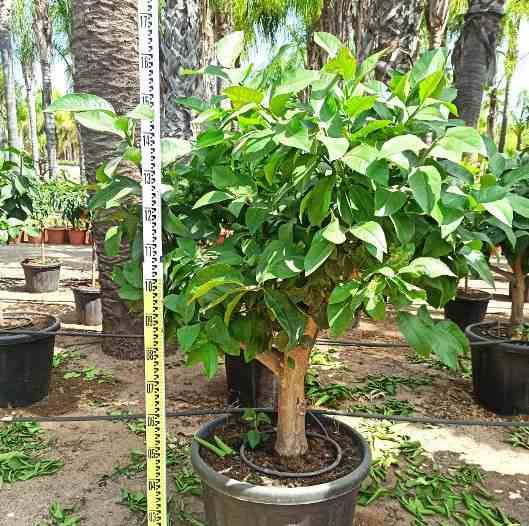 Sans Marque - Citrus limon (citronnier) Couleur floraison:Blanc - Taille:Pot de 80L - 150/175cm -25/30 péri - Imagen 6