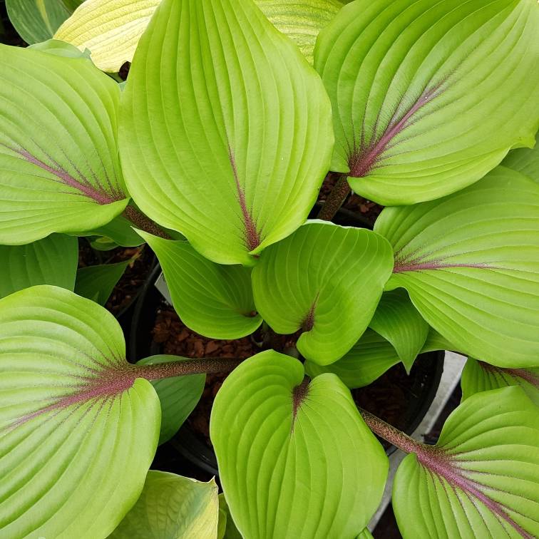 Hosta Almost Pot de 1,5L/2L