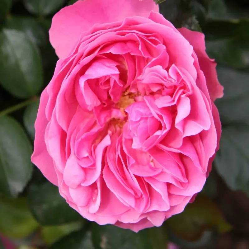 Rosier 'Léonard De Vinci®' - Conteneur 3L - Pépinières Naudet - Imagen 2