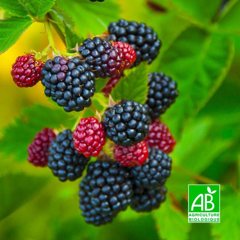 Mûrier 'Dirksen' BIO (Rubus fruticosus 'Dirksen') - Godet 9cm - Pépinières Naudet - Imagen 1