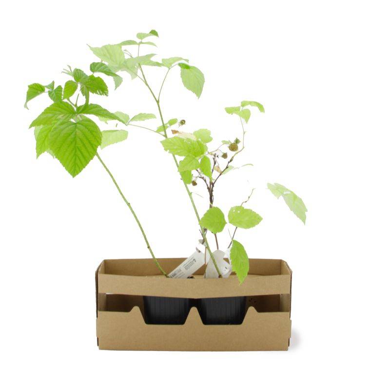 Mûrier 'Dirksen' BIO (Rubus fruticosus 'Dirksen') - Godet 9cm - Pépinières Naudet - Imagen 4