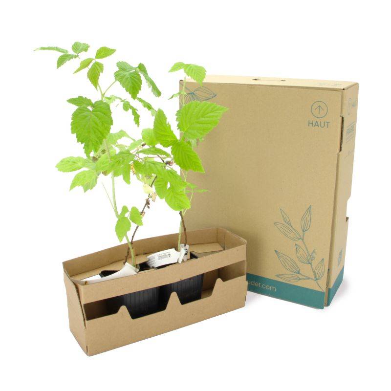 Mûrier 'Dirksen' BIO (Rubus fruticosus 'Dirksen') - Godet 9cm - Pépinières Naudet - Imagen 5