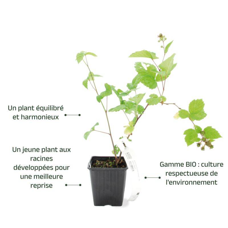 Mûrier 'Dirksen' BIO (Rubus fruticosus 'Dirksen') - Godet 9cm - Pépinières Naudet - Imagen 3