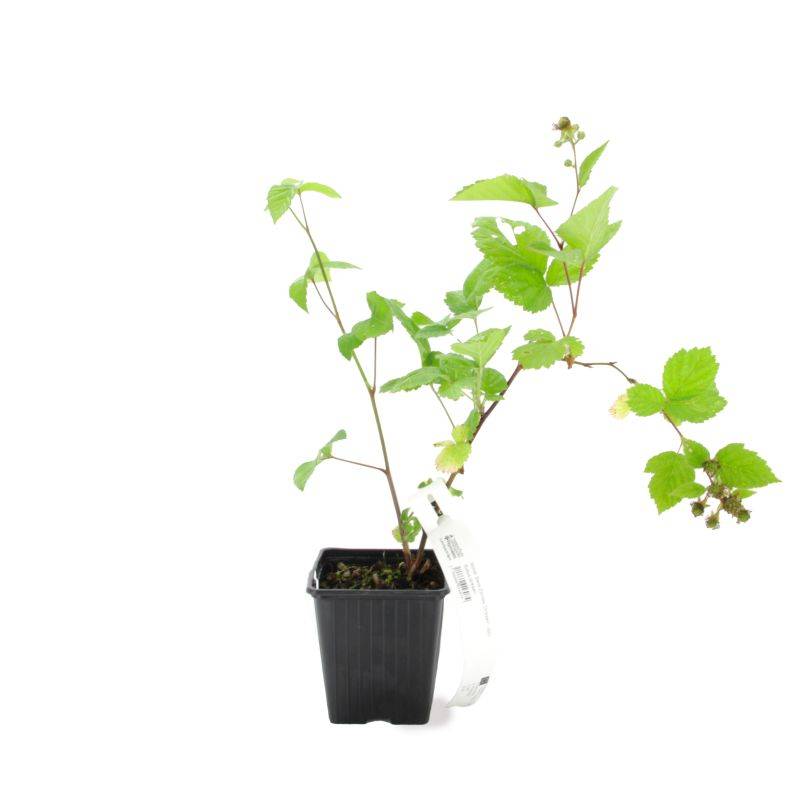 Mûrier 'Dirksen' BIO (Rubus fruticosus 'Dirksen') - Godet 9cm - Pépinières Naudet - Imagen 2