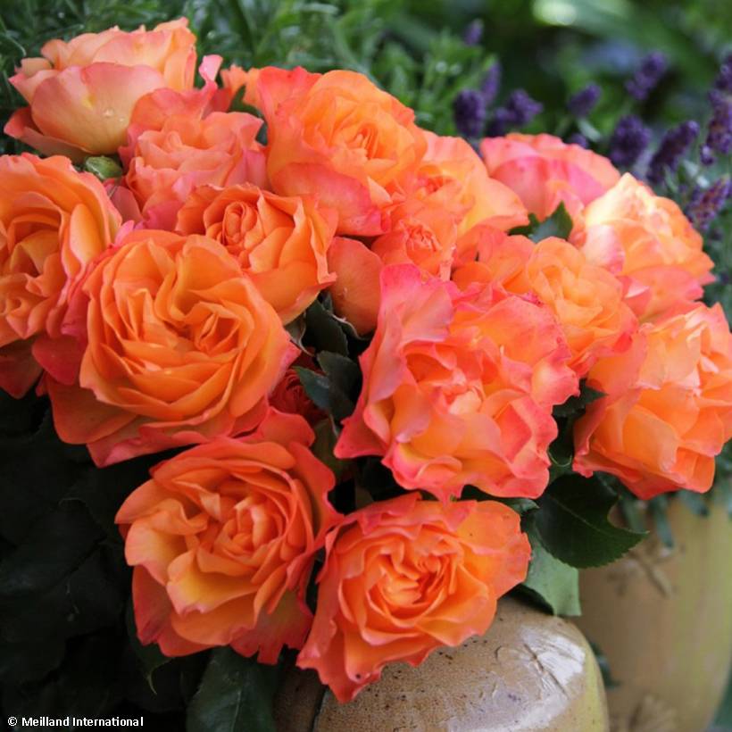 Promesse de Fleurs - Rosier à fleurs groupées Message d'Espoir Racines nues en motte