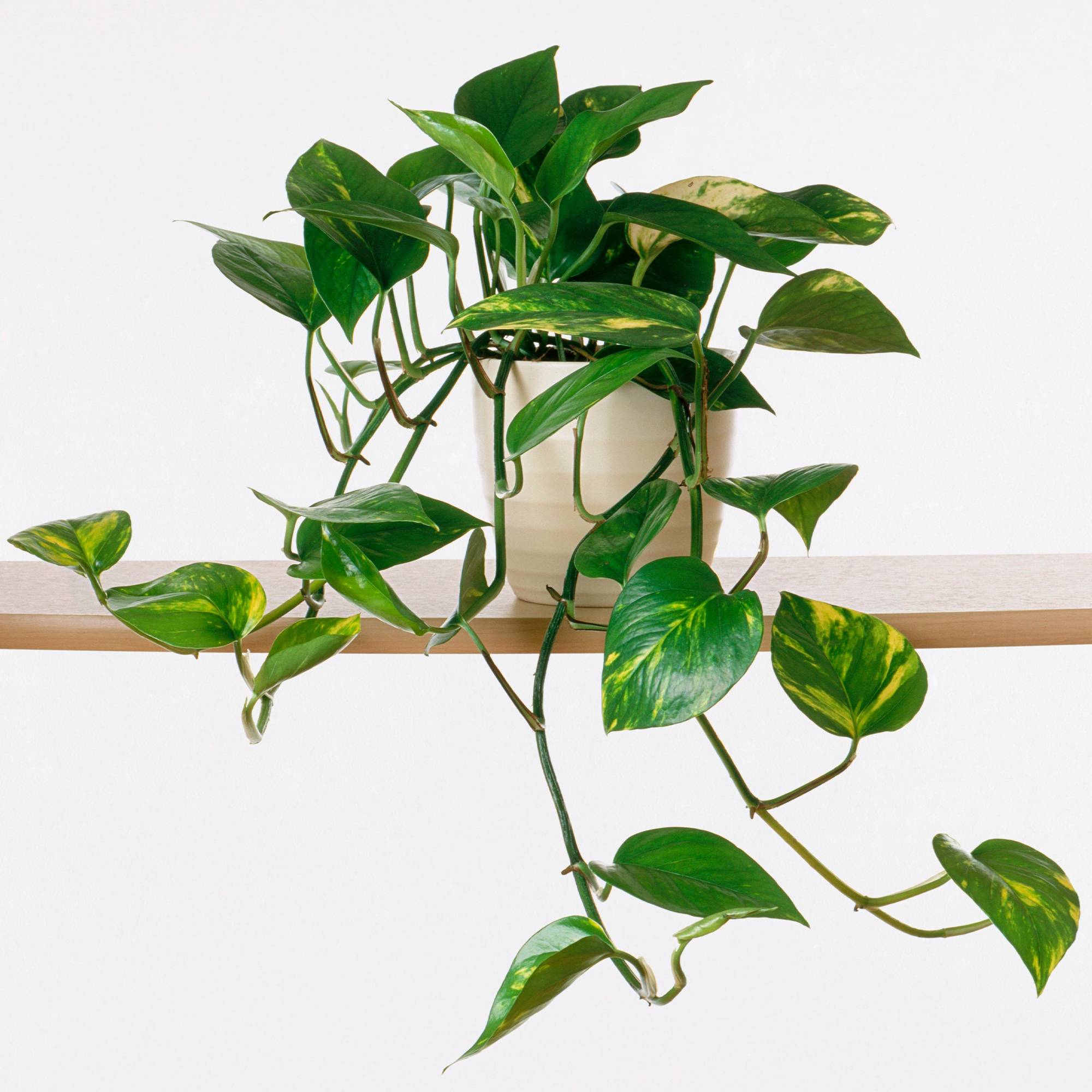 Gardenersdream - Plante Suspendue Gardenersdream Dans Un Panier Suspendu (Epipremnum Pinnatum Aureum) - Plantes D'Intérieur Naturelles - Plantes Verte En Pot Suspendu - Imagen 1