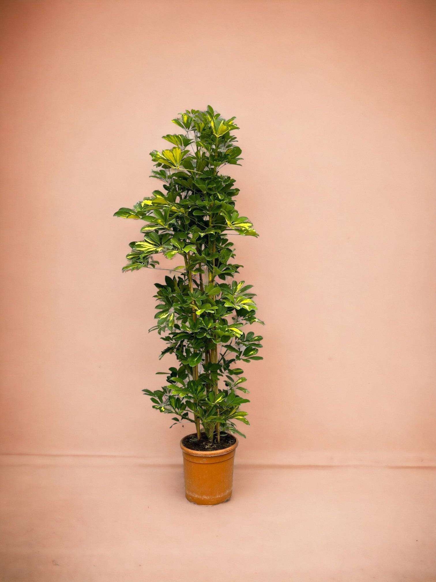 La Green Touch - Schefflera Gold Capella 160cm - Plante d'intérieur- La Green Touch - Imagen 3