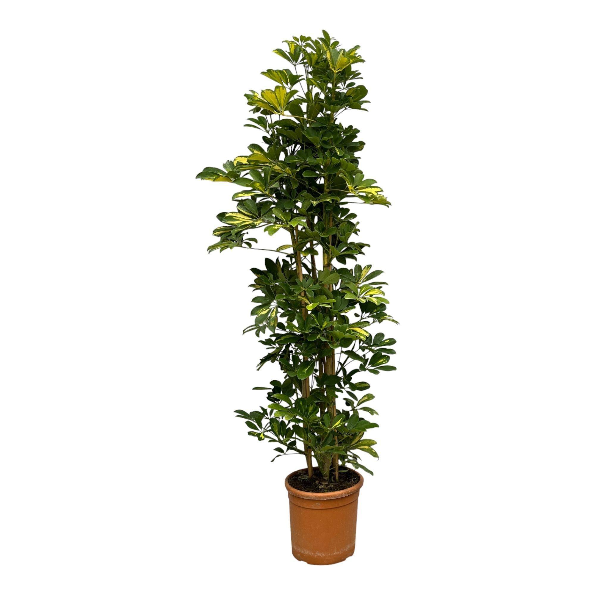 La Green Touch - Schefflera Gold Capella 160cm - Plante d'intérieur- La Green Touch - Imagen 1