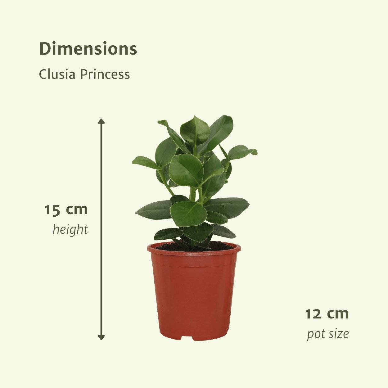 Clusia Princess (Abre Signature) - D12 H15cm - Image 4